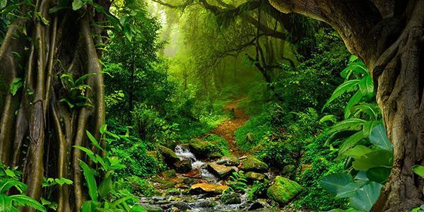 بهترین جنگل های جهان: سفری به ریه های سبز زمین بهترین جنگل های جهان: سفری به ریه های سبز زمین