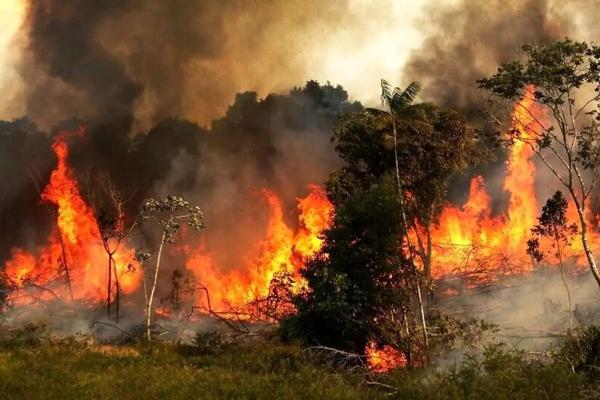 شرایط آتش سوزی جنگل های هیرکانی در الیت مرزن آباد شرایط آتش سوزی جنگل های هیرکانی در الیت مرزن آباد